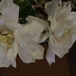 大元 - 今咲いているのは2輪