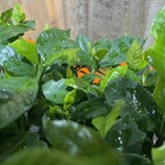 大元 - 今季初オオスカシバ発見！早期発見早期駆除だ^_^