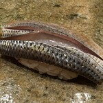 神田錦町 鮨たか晴 - 小鰭（熊本）