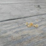 1954 Fukuoka - スズメさん用の塩パン(￣ー￣)ﾆﾔﾘ