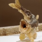 日本橋 蕎ノ字 - 