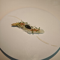 Plaiga TOKYO - 