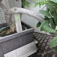 近松 - 