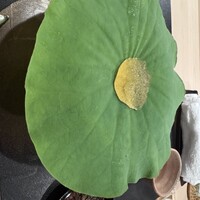 よし澤 - 