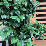 ひろ作 - 実が大きくなってきてまーす。