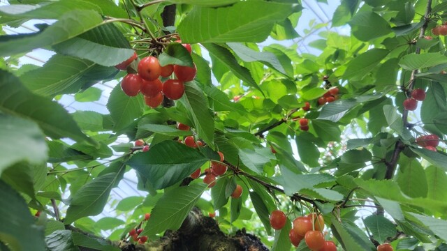 神町観光果樹園 - 神町（その他）の写真