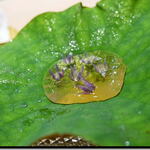 料理屋 植むら - 