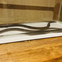にょろ助 銀座 - 
