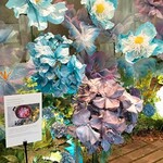 プリムローズ - 