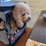 anea cafe 中野新橋店 - ささみキャベツに凄い喰いつきｗ