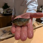銀座 しのはら - 焼鮎の握り