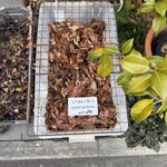 本格焼肉 寿香苑 あまつぼ - 