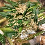 食楽　よしたけ - 