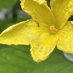 インデアンレストラン  ニューミラ - 