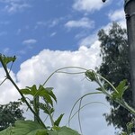 インデアンレストラン  ニューミラ - 