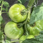 インデアンレストラン  ニューミラ - 