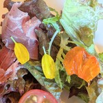 maru修善寺 - 春菊＆ナスタチウムの花