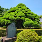 まきのきてい - 