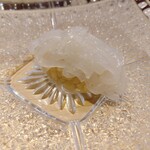 千住 しげ - イカ（スミイカ？）