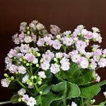 天津飯専門店 てん - 