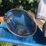 野沢屋 本店 - うなぎ