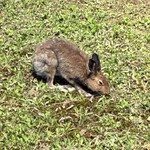 フラテッロ・ディ・ミクニ - 