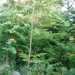 レストラン ナズ - 