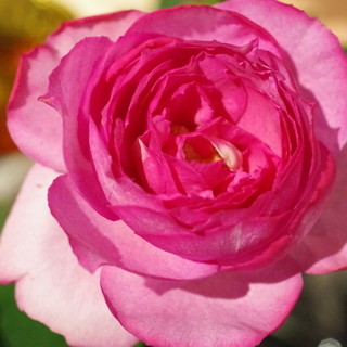 青山フラワーマーケット ティーハウス_1