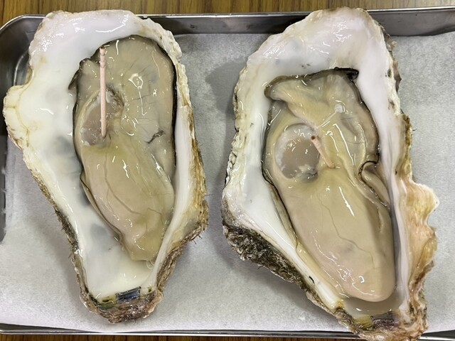 すっぽんかがや - 秋田（その他）