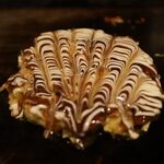 お好み焼き でん - 