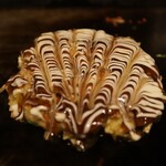 お好み焼き でん - 