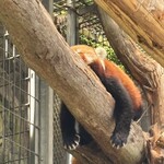 熱川バナナワニ園分園フルーツパーラー - 暑そうなレッサーパンダ