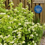 栗庵風味堂 - 旧軽銀座の山紫陽花