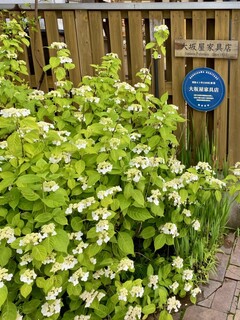 栗庵風味堂 - 旧軽銀座の山紫陽花