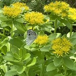 菓子工房 Lammin - 