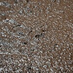 金笛しょうゆパーク - もろみ