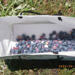 手打ちsoba 香りや - 