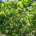 手打ちsoba 香りや - 