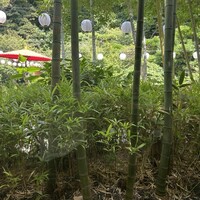 葉山 日影茶屋 - 