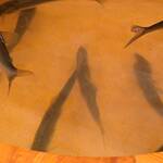 馬車道 大かわ - 鮎（元気）