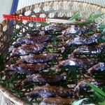 京亭 - 鮎塩焼き