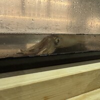人形町 やま田 - 