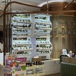 MK LIVE レストラン - 