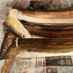 茜坂大沼 - 持込み今治産朝〆の鱧