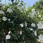 沈壽官茶寮 美山 - 