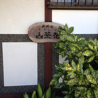 山茶花 - 