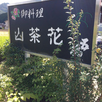山茶花 - 
