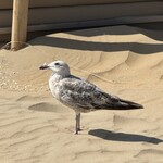 OCEANS Beach House - カモメがかわいい♥　この子はおそらくまだ赤ちゃん。なぜかというと、クチバシがまだ黄色くないから！