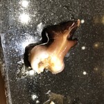 たか吉の鮨 - 続いてトリ貝も蒲郡