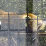 センターグリル - 